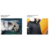 pages 8 et 9 du dossier, zoom sur une ferme-usine de renards en Finlande, zoom sur un col en fausse fourrure de HoodLamb